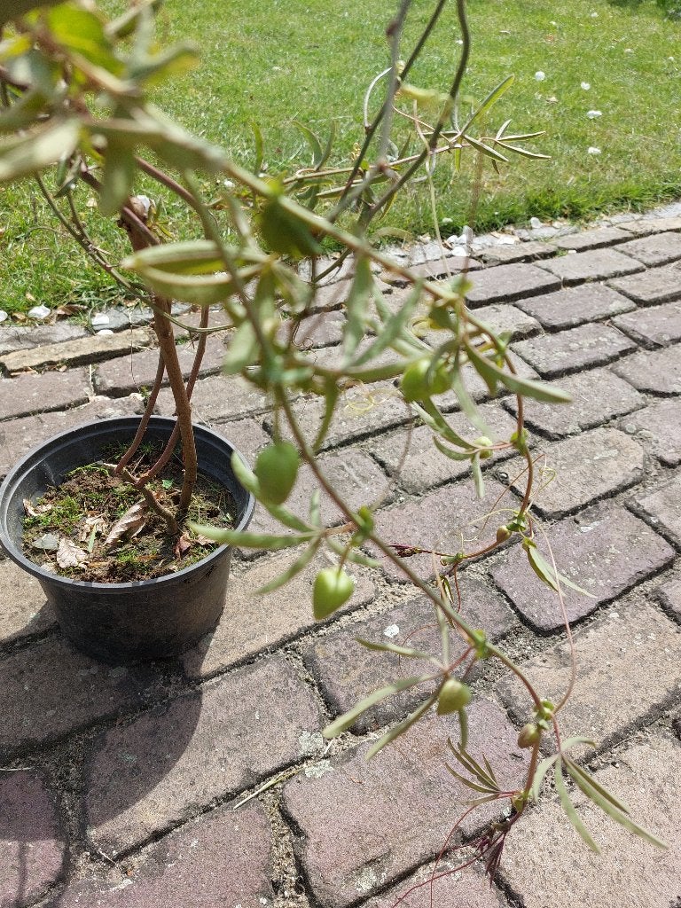 Passiebloem Passiflora in pot, Tuin en Terras, Planten | Tuinplanten, Volle zon, Vaste plant, Ophalen of Verzenden, Klimplanten