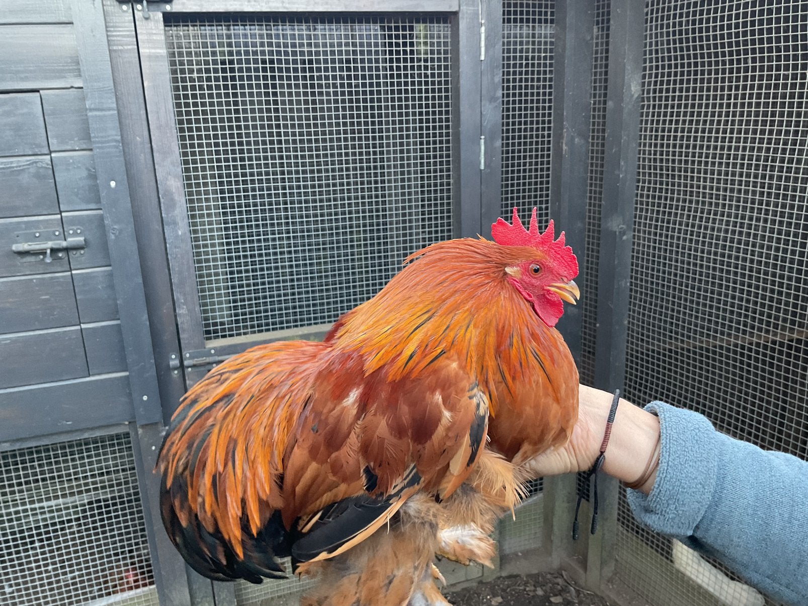 Heel mooi Cochin krielhaantje, 7 maanden oud., Ophalen