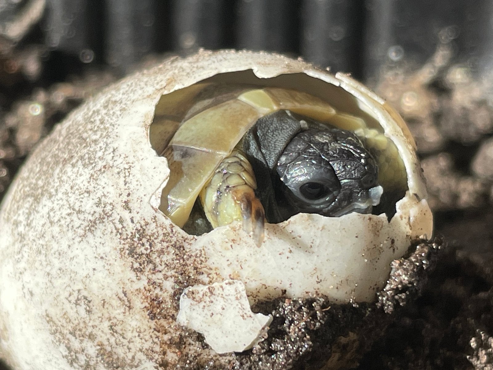 Griekse landschildpad THB baby, Schildpad, 0 tot 2 jaar