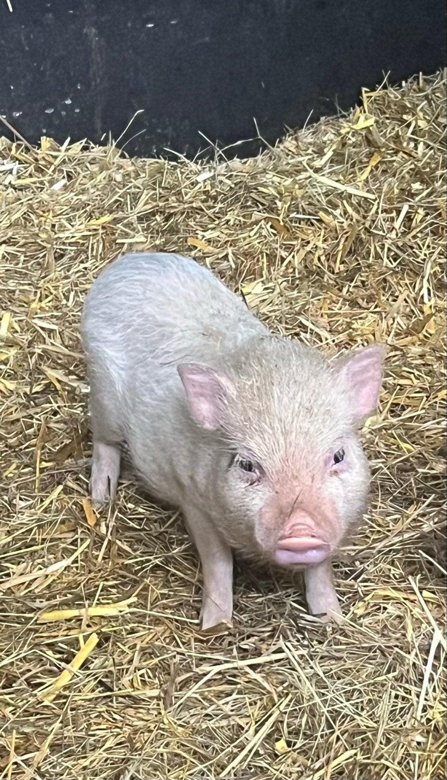 Mini varken, Roze beertje big te koop, Dieren en Toebehoren, Mannelijk, Varken