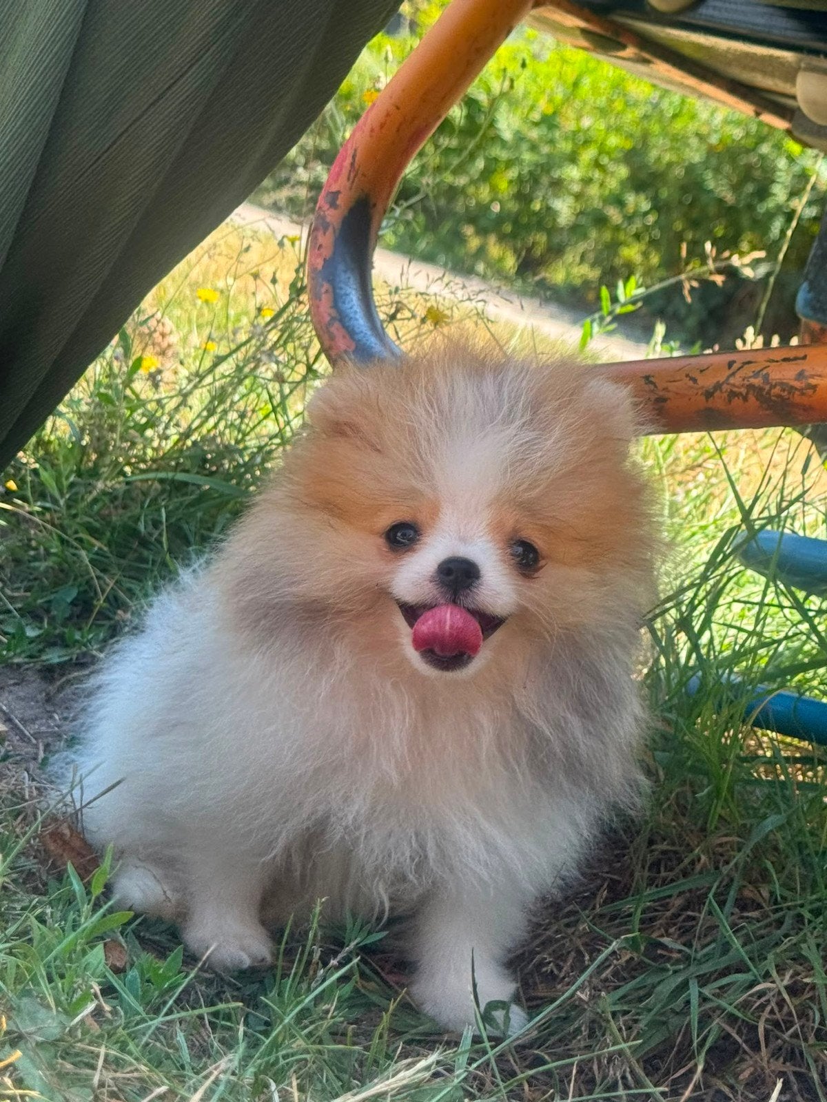 Pomeriaan pup, Particulier, Keeshond, 15 weken tot 1 jaar, Reu