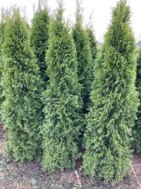 Mooie conifeer Thuja Smaragd te koop, Tuin en Terras, Ophalen, Conifeer, Struik, 100 tot 250 cm