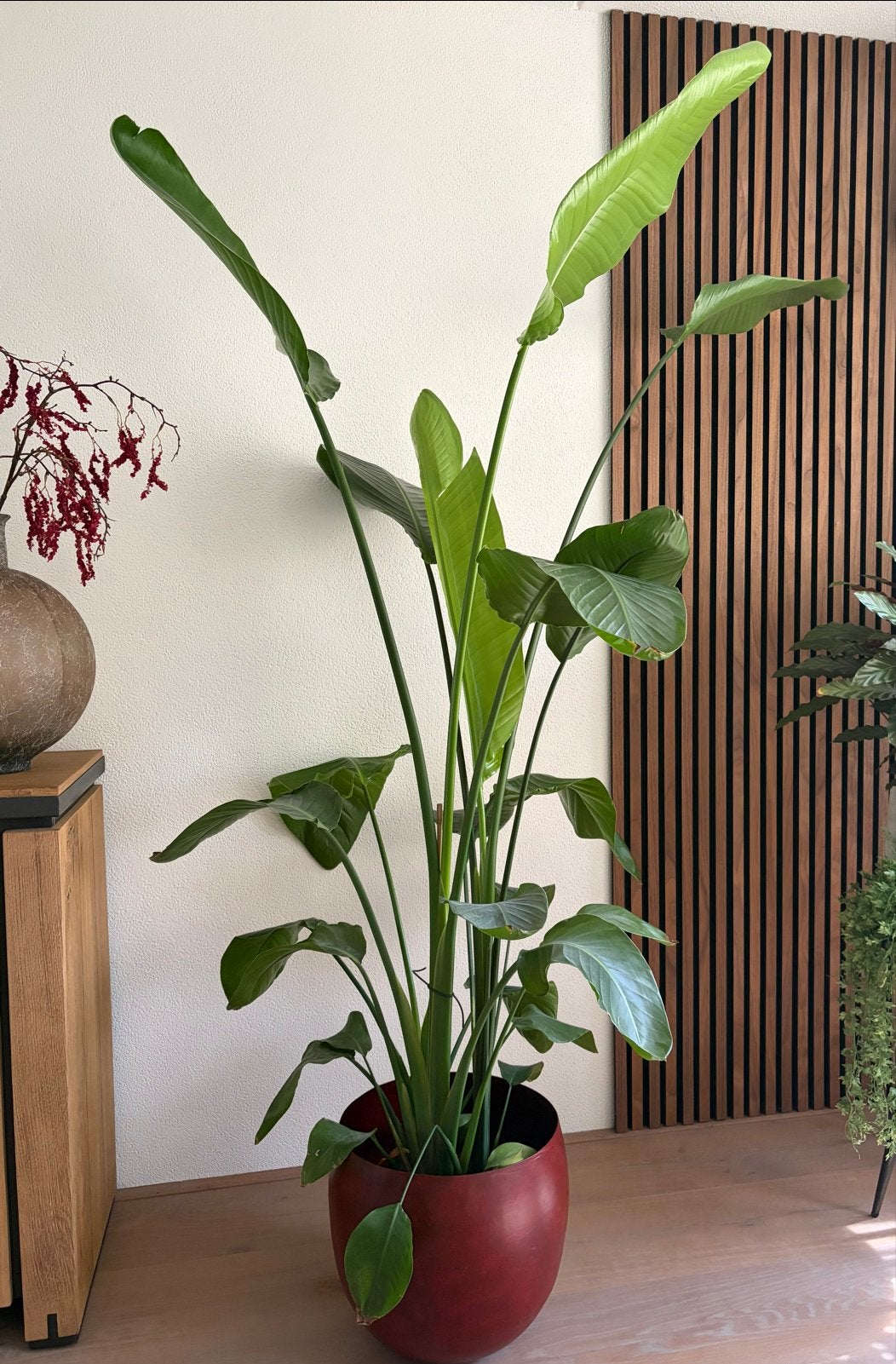 Grote Strelitzia Nicolai zonder buitenpot, Ophalen, Overige soorten, 150 tot 200 cm, Volle zon