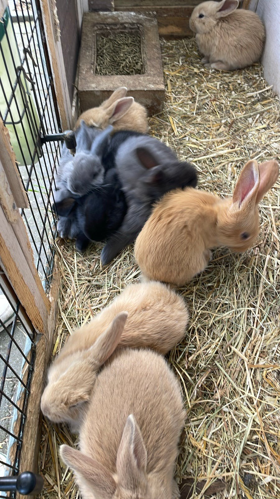 Vlaamse reuzen mogen per direct het nest verlaten, Meerdere dieren, Groot, 0 tot 2 jaar