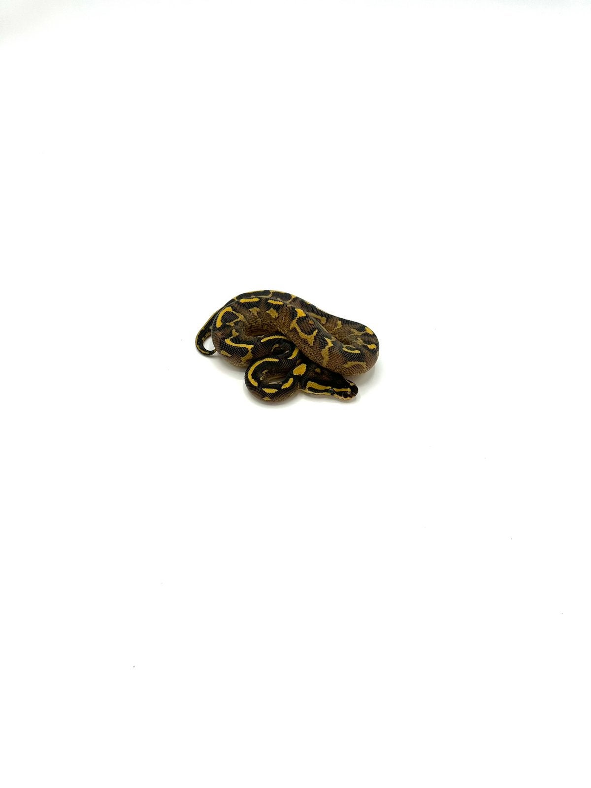 Diverse Python regius - koningspythons Ball Python photo 3