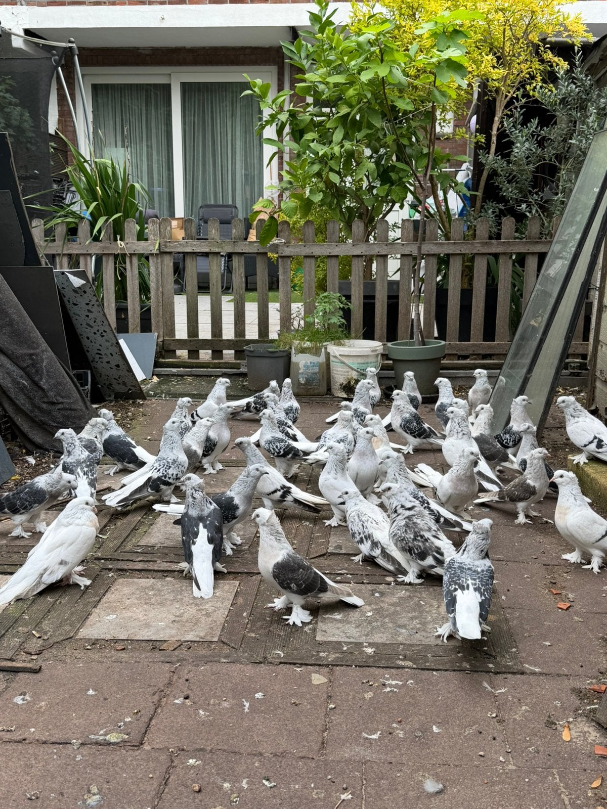 Takla duiven, Meerdere dieren, Postduif