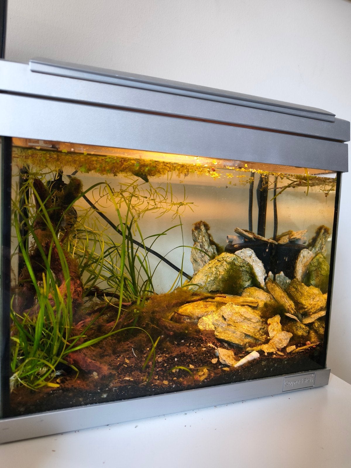 Ingericht superfish aqaurium, Ophalen, Zo goed als nieuw, Gevuld zoetwateraquarium