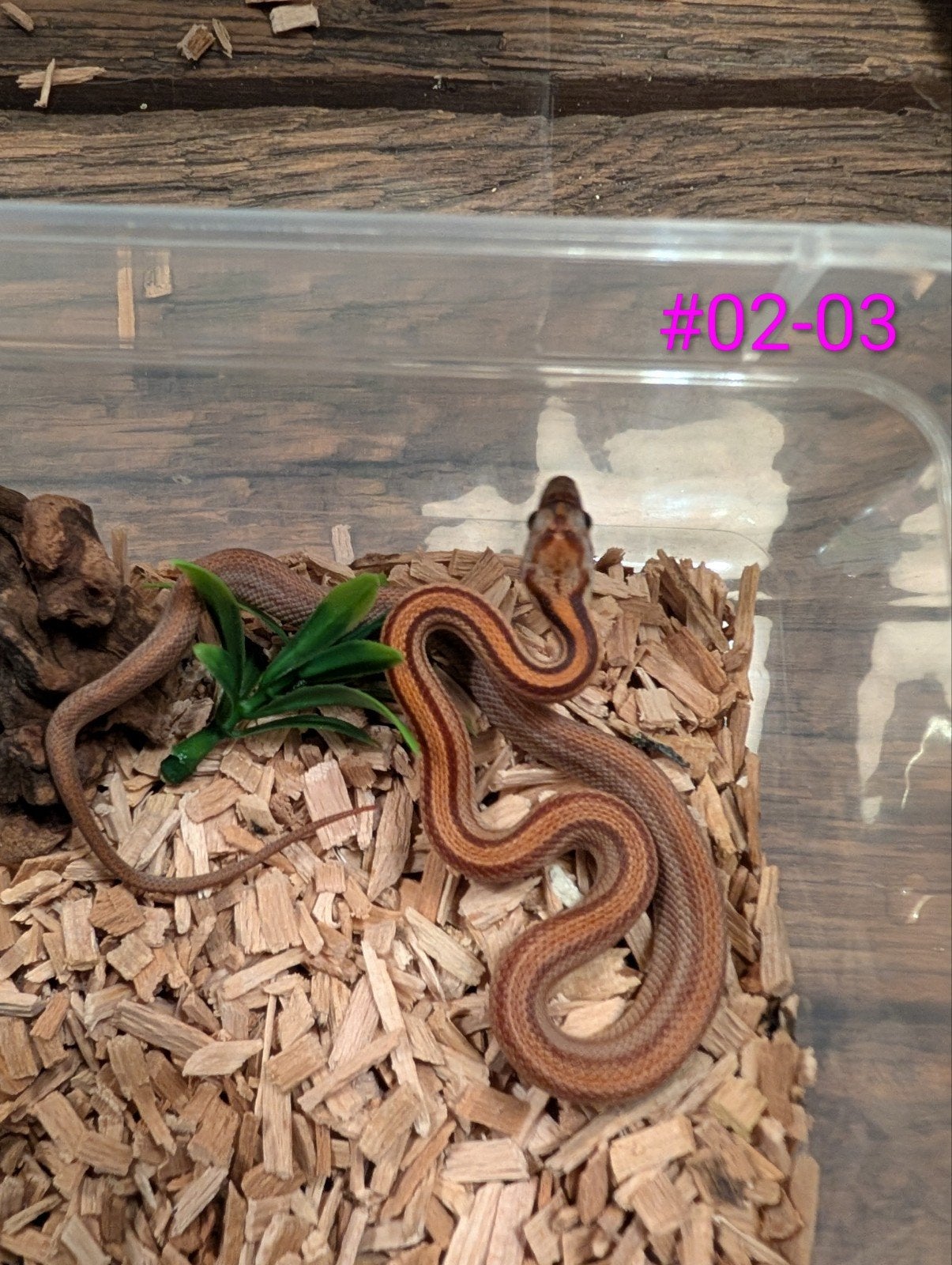 Schitterende diffused korenslangen/rattenslangen Corn Snake photo 3
