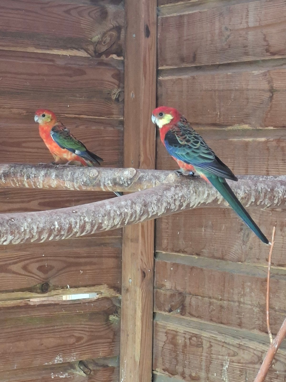 koppel stanley rosella, Dieren en Toebehoren, Vogels | Parkieten en Papegaaien, Meerdere dieren, Parkiet