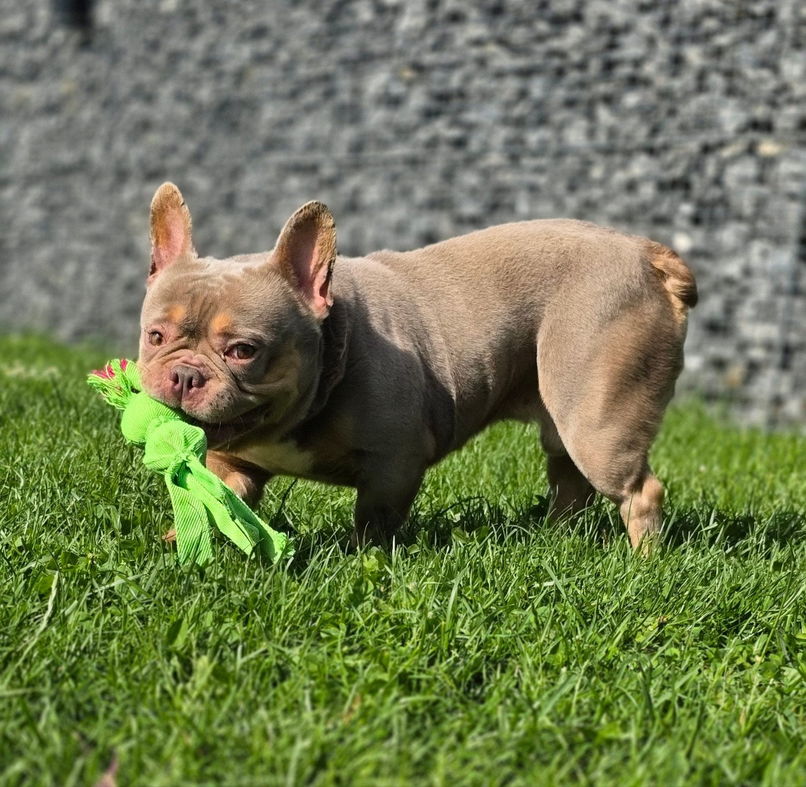 🥰Schitterende Dekreu isabella & tan franse bulldog Sjors 🥰