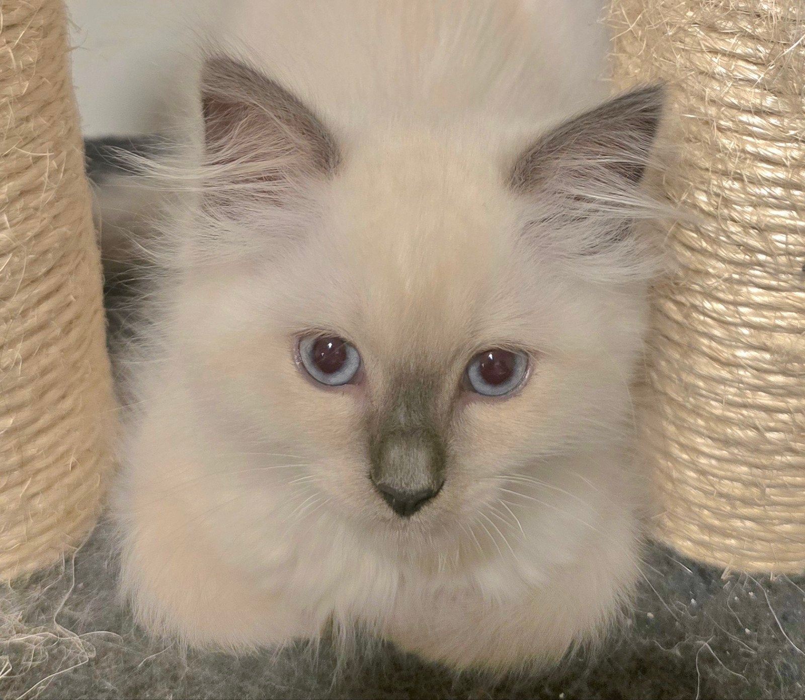 Lieve en speelse ragdoll kittens zoeken een goude, Meerdere dieren, Langharig, 0 tot 2 jaar