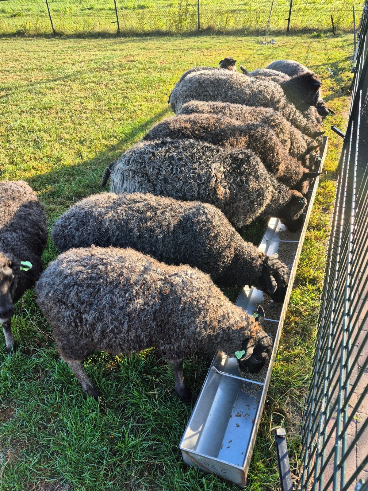 ram lammeren gotland pels, Mannelijk, Schaap