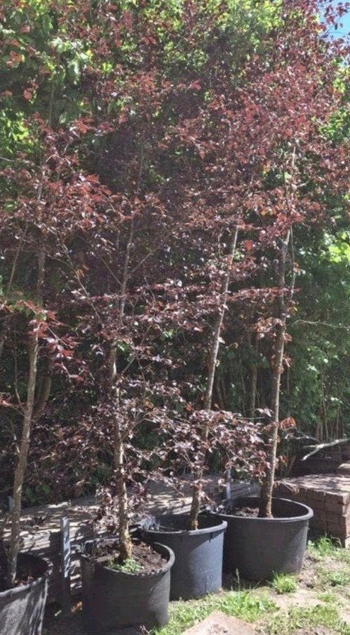Rode Beuk (Fagus sylvatica 'Purpurea') - Diverse hoogtes, Tuin en Terras, Bloeit niet, Overige soorten, 400 cm of meer, Ophalen