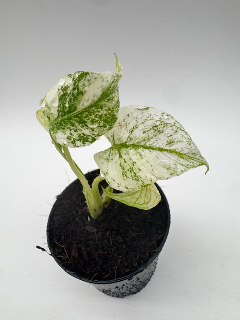 Monstera Siam Mint Variegata, Ophalen of Verzenden, Halfschaduw, Minder dan 100 cm