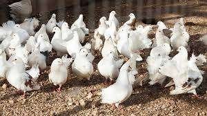 WITTE DUIVEN., Meerdere dieren, Kip