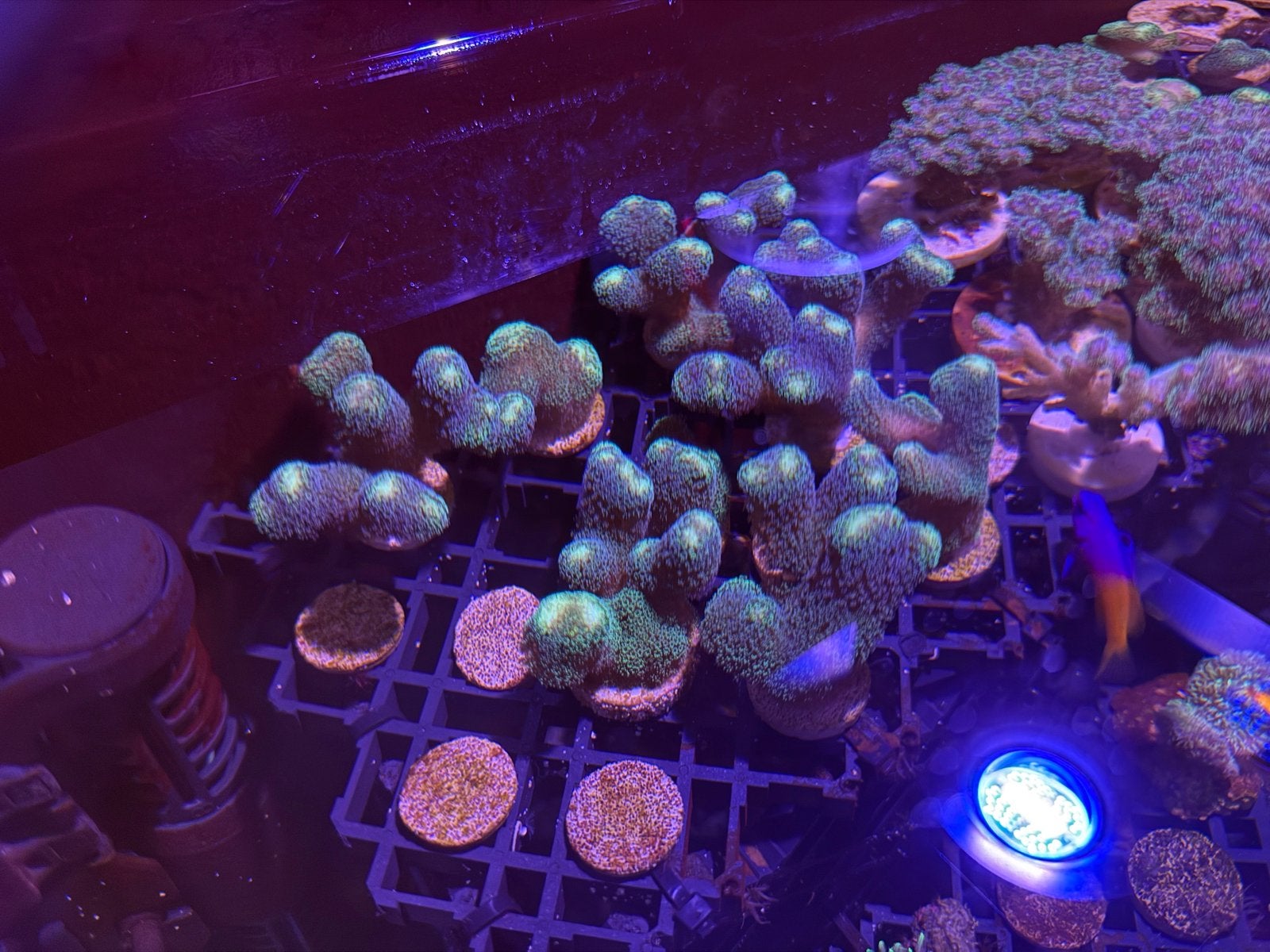Stylophora Stekken Te Koop, Vis