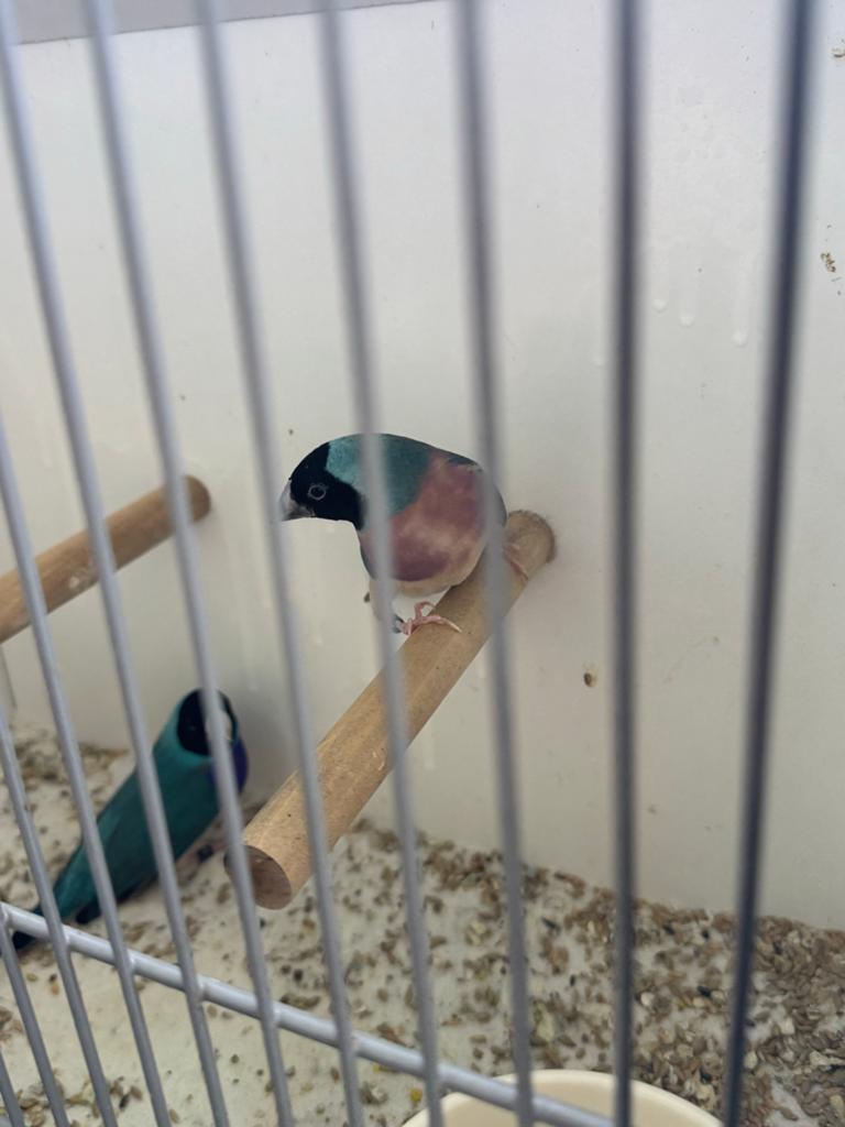 Blauw Gouldamadine koppel 2025, Meerdere dieren