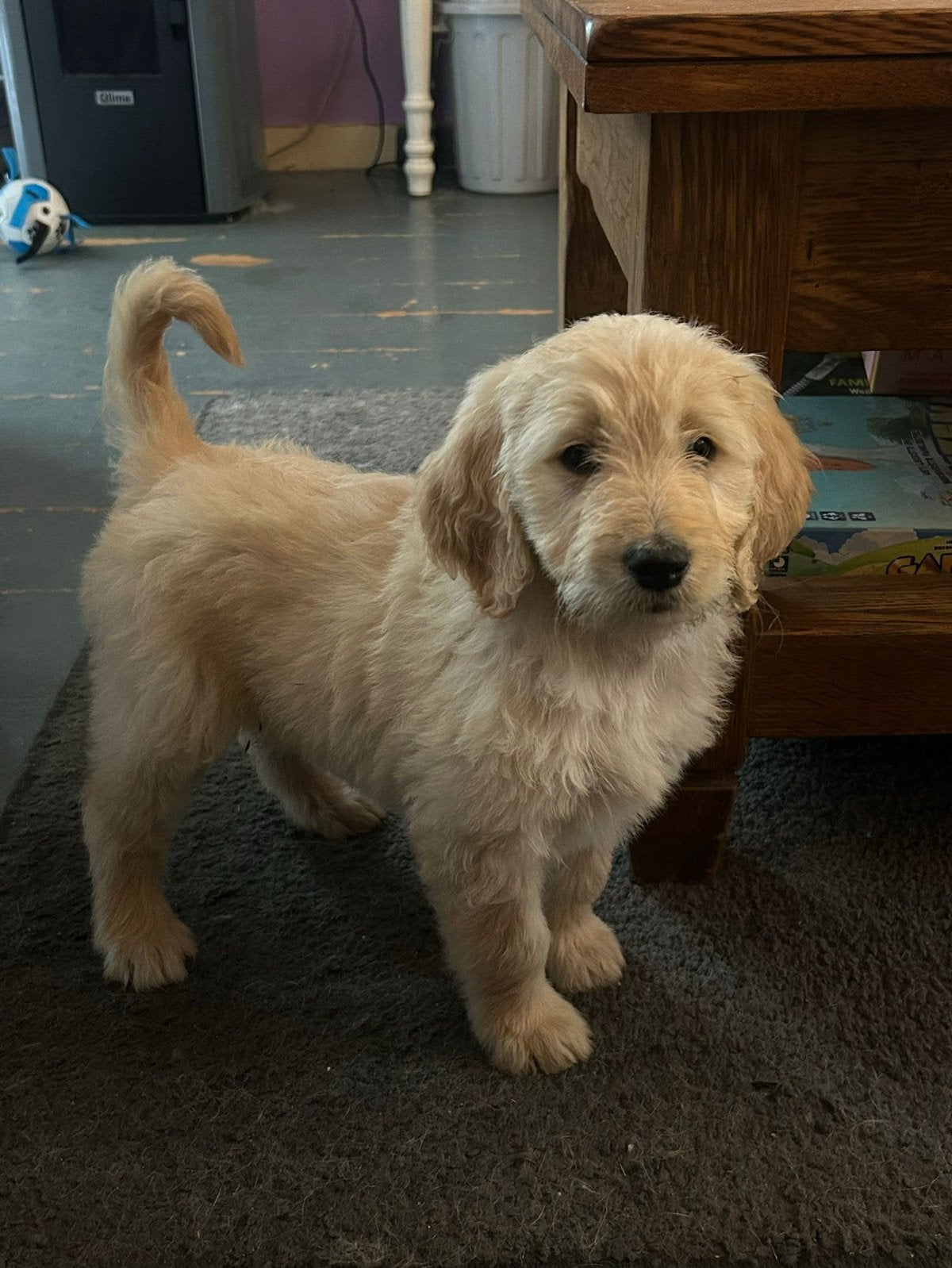 goldendoodle teefjes, Parvo, Overige rassen, 8 tot 15 weken, Teef