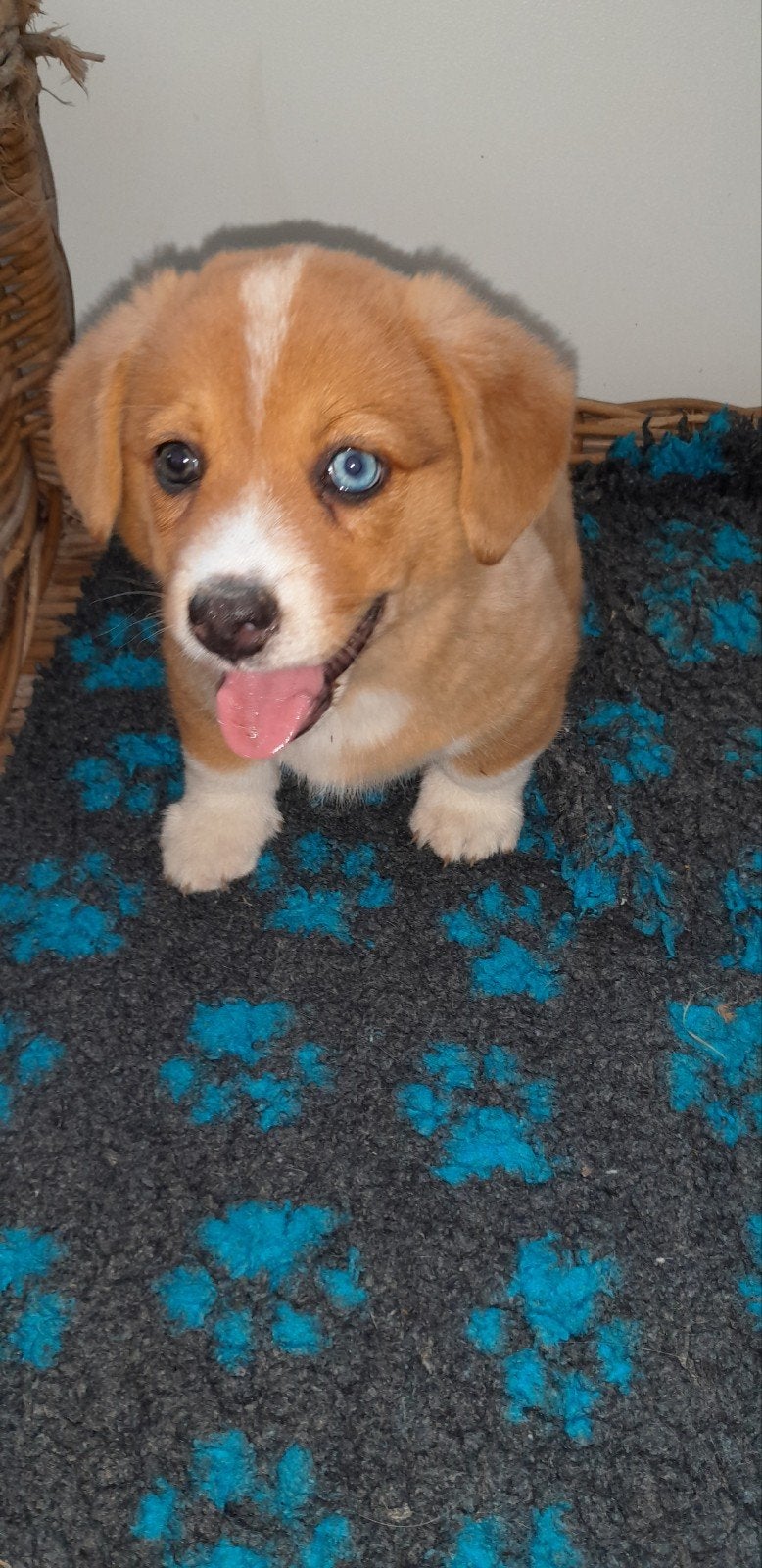 Welsh corgi cardigan pups, Parvo, Overige rassen, 8 tot 15 weken, Meerdere