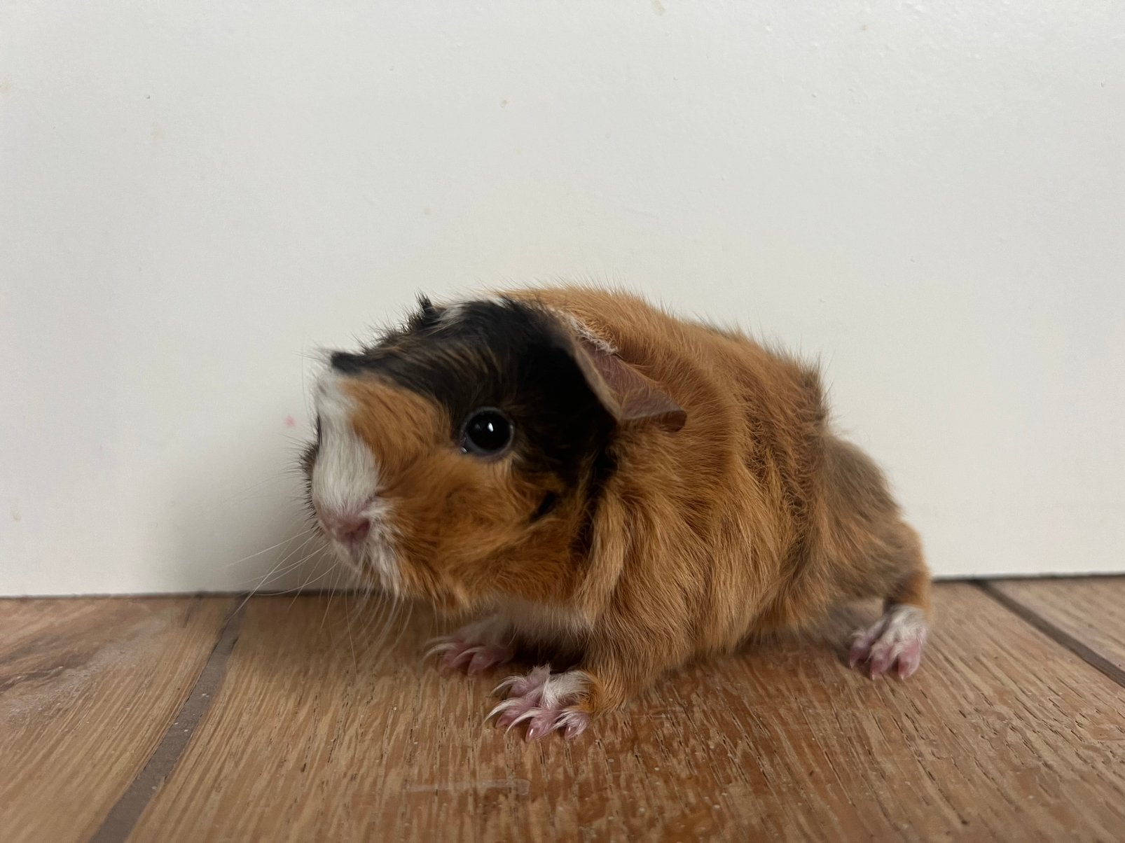 Twee choco buff wit peruvian cavia beertjes, Dieren en Toebehoren, Cavia, Juni, Mannelijk, Tam