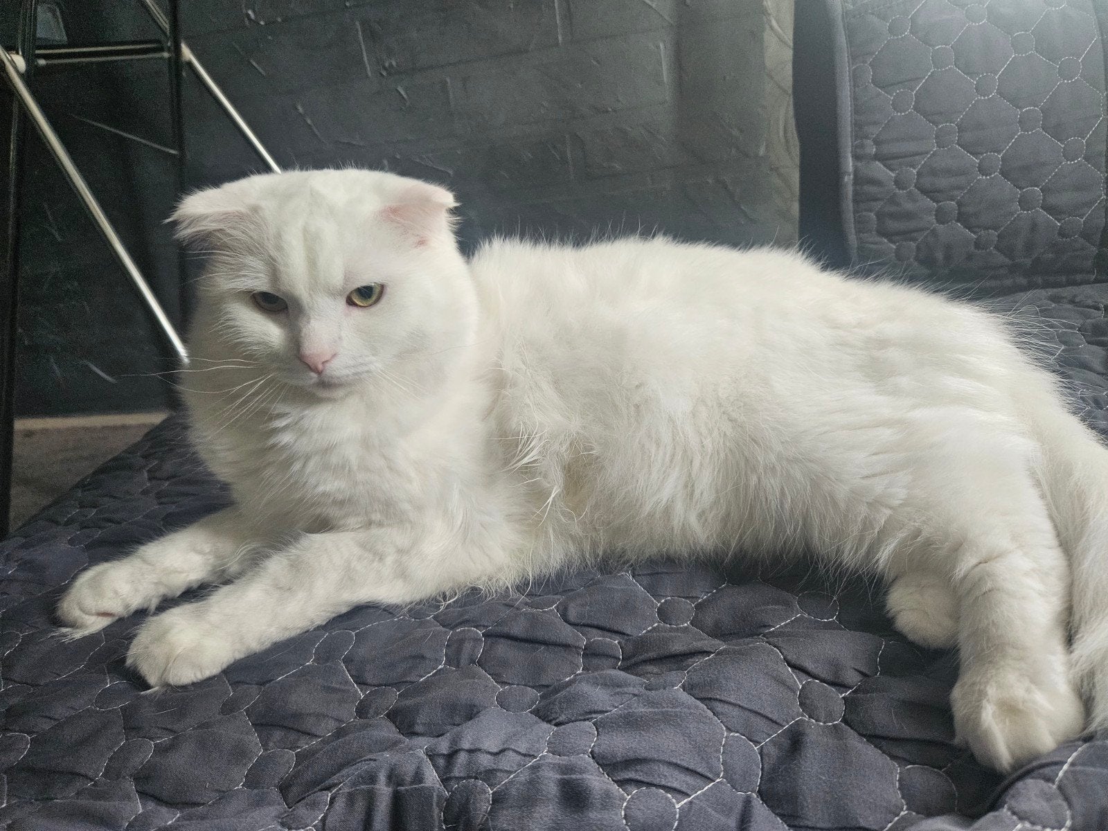 Witte kat, Kater, Ontwormd, 0 tot 2 jaar