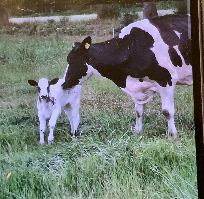 Zwartbonte koe met blauw vaarskalf, Dieren en Toebehoren, Meerdere dieren