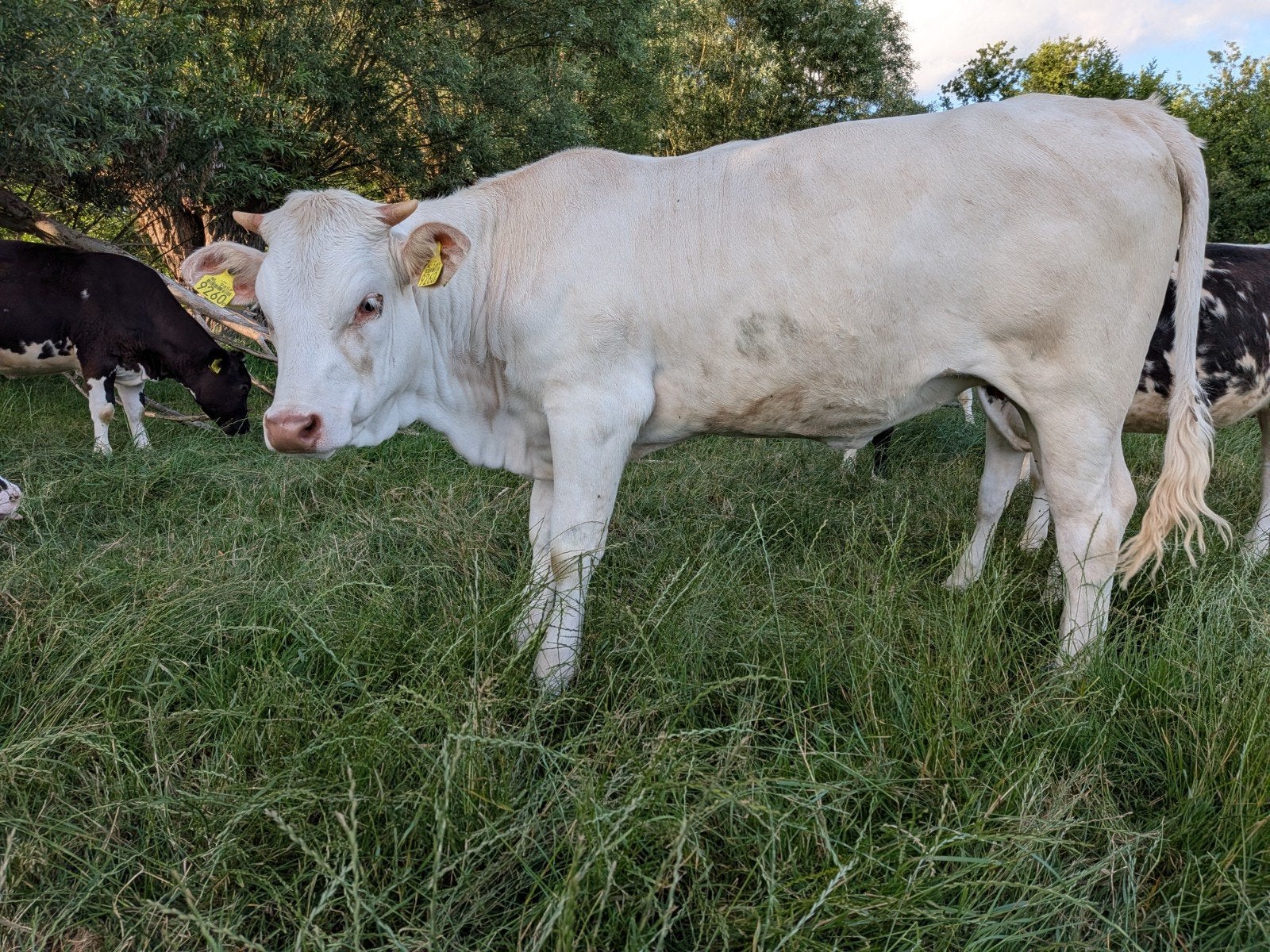 Blonde aqanteine pink, Dieren en Toebehoren, Vrouwelijk