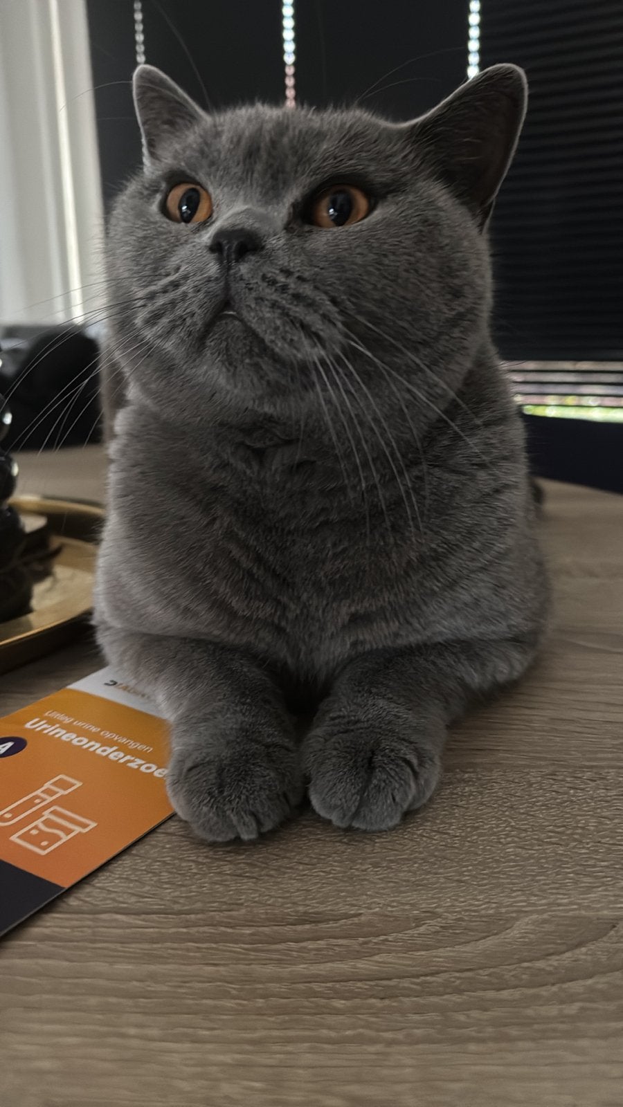 Britse korthaar!, Kater, 3 tot 5 jaar