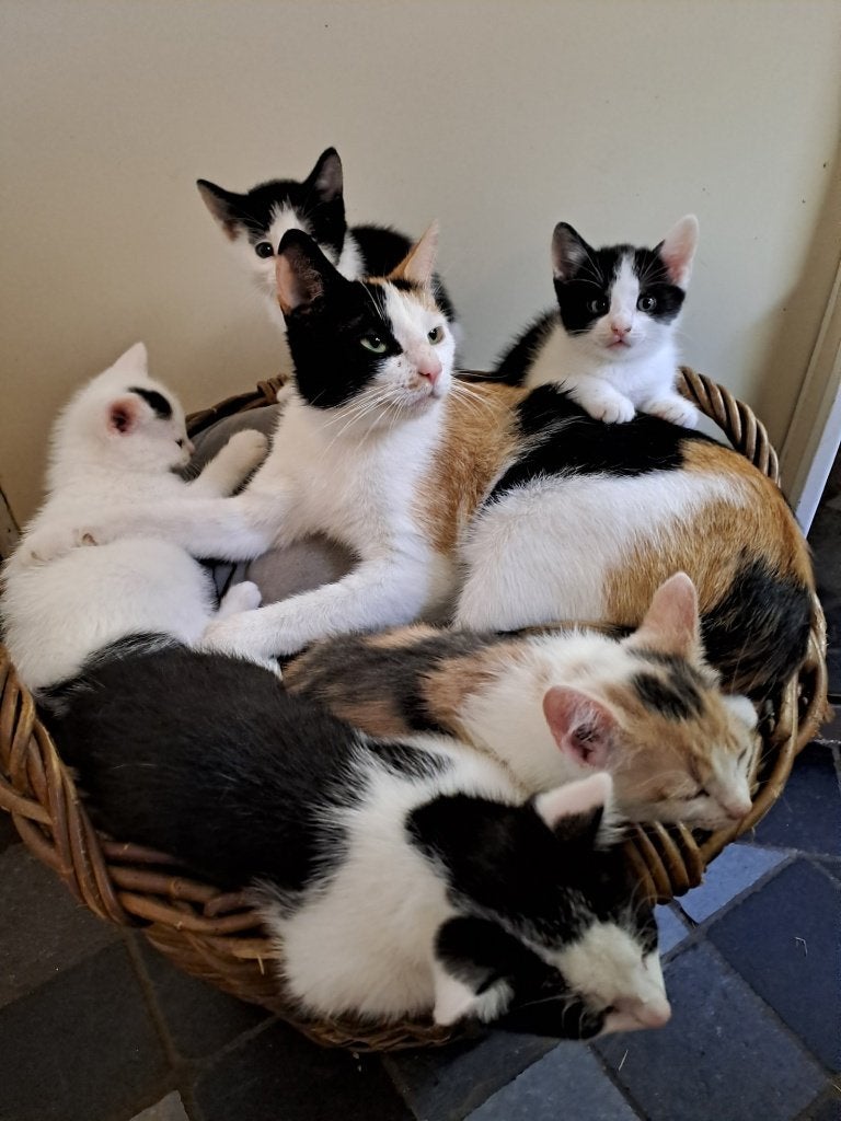 Kittens van de boerderij, Meerdere dieren, Kortharig