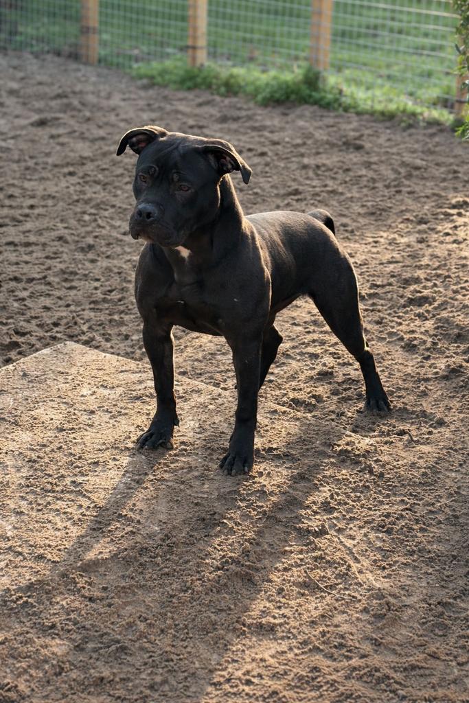 American Bully teefje, Dieren en Toebehoren, Parvo, 15 weken tot 1 jaar, Overige rassen, Teef