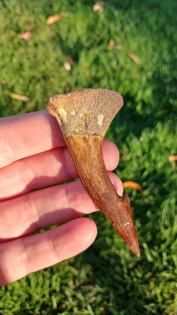 Zeer grote Onchopristis tand van een zaaghaai fossiel, Ophalen of Verzenden, Fossiel