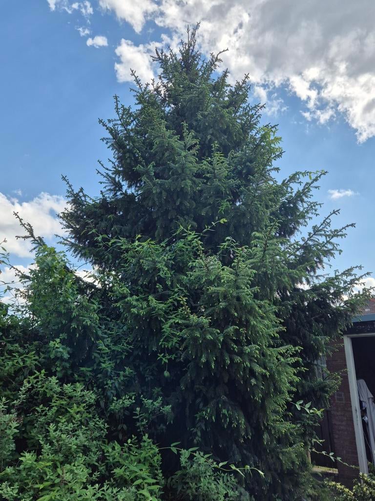GRATIS Grote Conifeer (Kerstboom), Bloeit niet, Overige soorten, 400 cm of meer, Ophalen