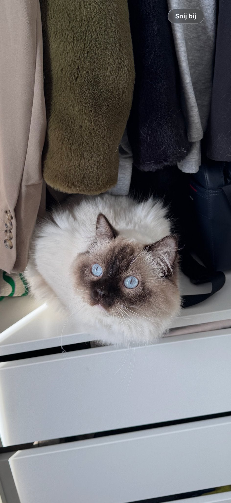 Prachtige, lieve Ragdoll kater, Kater, Langharig, 0 tot 2 jaar