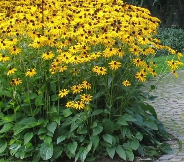 Jonge rudbeckia/zonnehoed plantjes (Kloosterveen), Ophalen, Overige soorten, Volle zon
