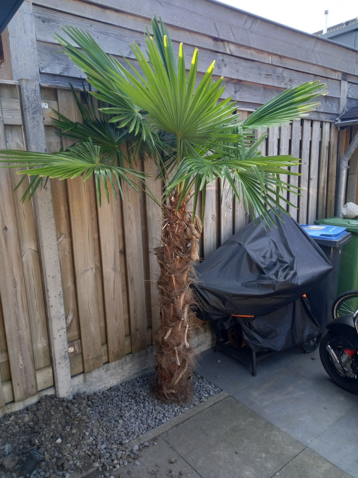 3 mooie gezonde palmbomen te koop, Tuin en Terras, Planten | Bomen, 100 tot 250 cm, Zomer, Palmboom, Ophalen