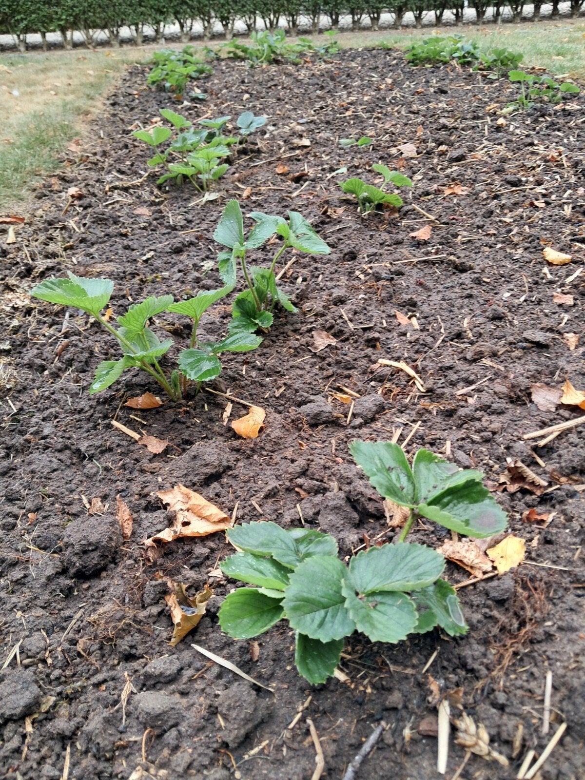 Aardbeienplanten, aardbeienplantjes te koop., Tuin en Terras, Planten | Struiken en Hagen, Ophalen, Overige soorten, Minder dan 100 cm