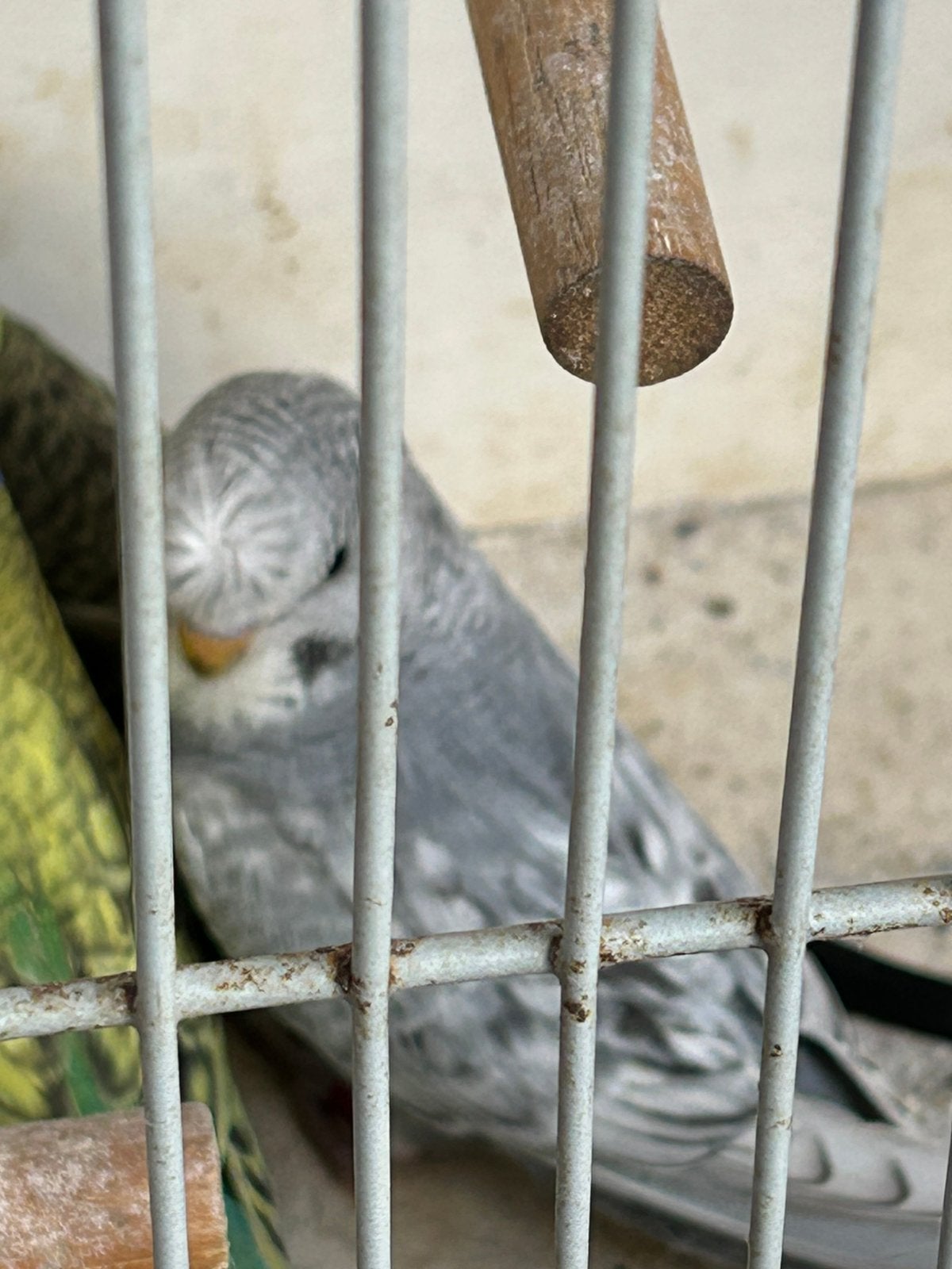 Black face parkiet, Meerdere dieren, Parkiet