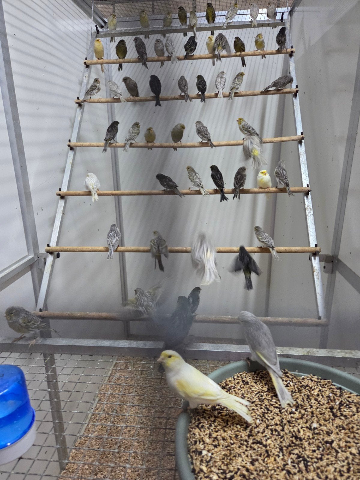 mooie kleur kanaries, Dieren en Toebehoren