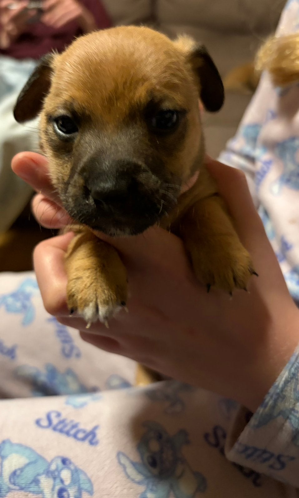 Jack Russell pups geboren 05 Oktober, CDV (hondenziekte), 8 tot 15 weken, Meerdere, Meerdere dieren