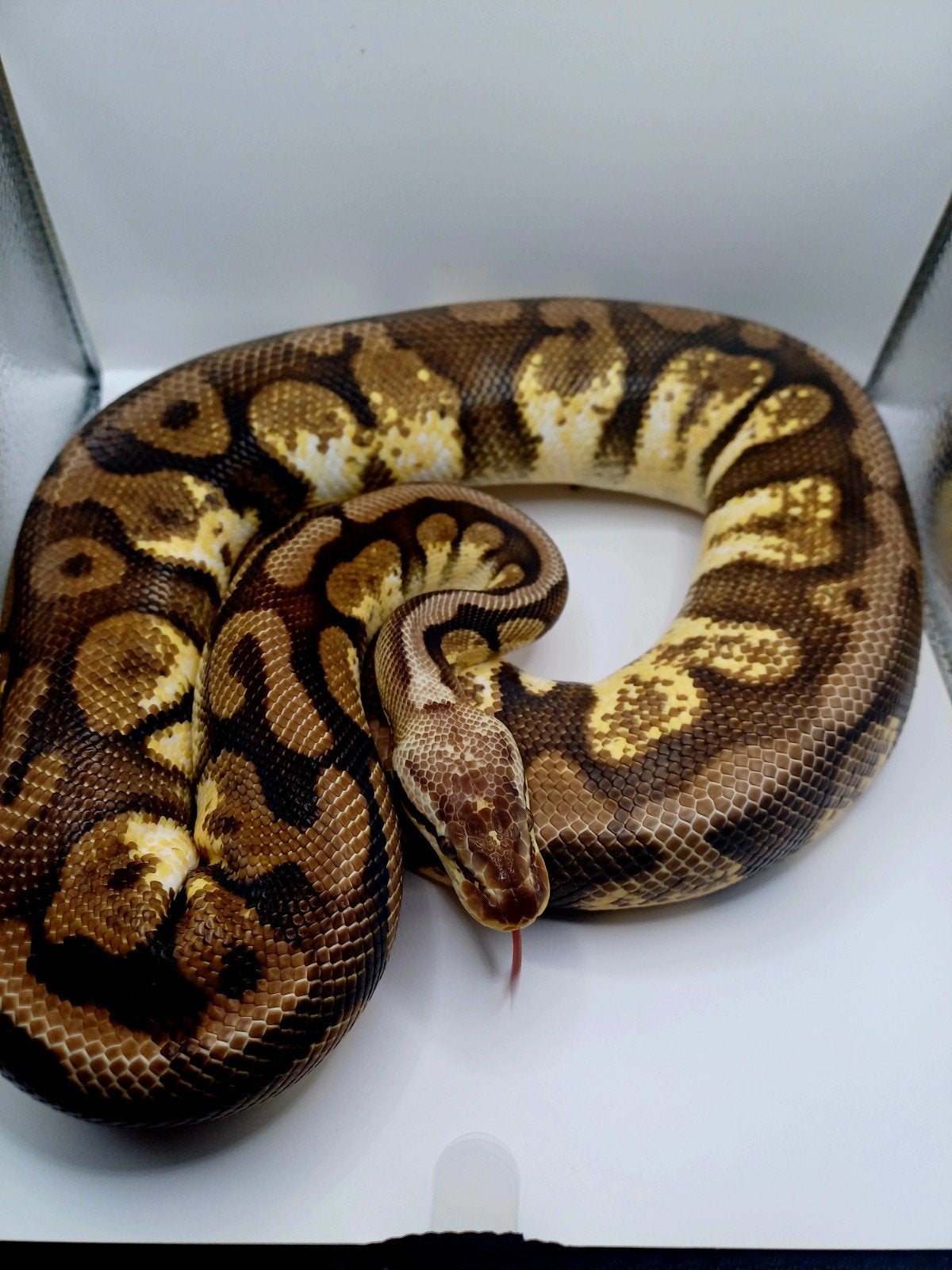 Python regius 0.1 pastel calico het D.G. Ball Python - female for sale from Eindhoven