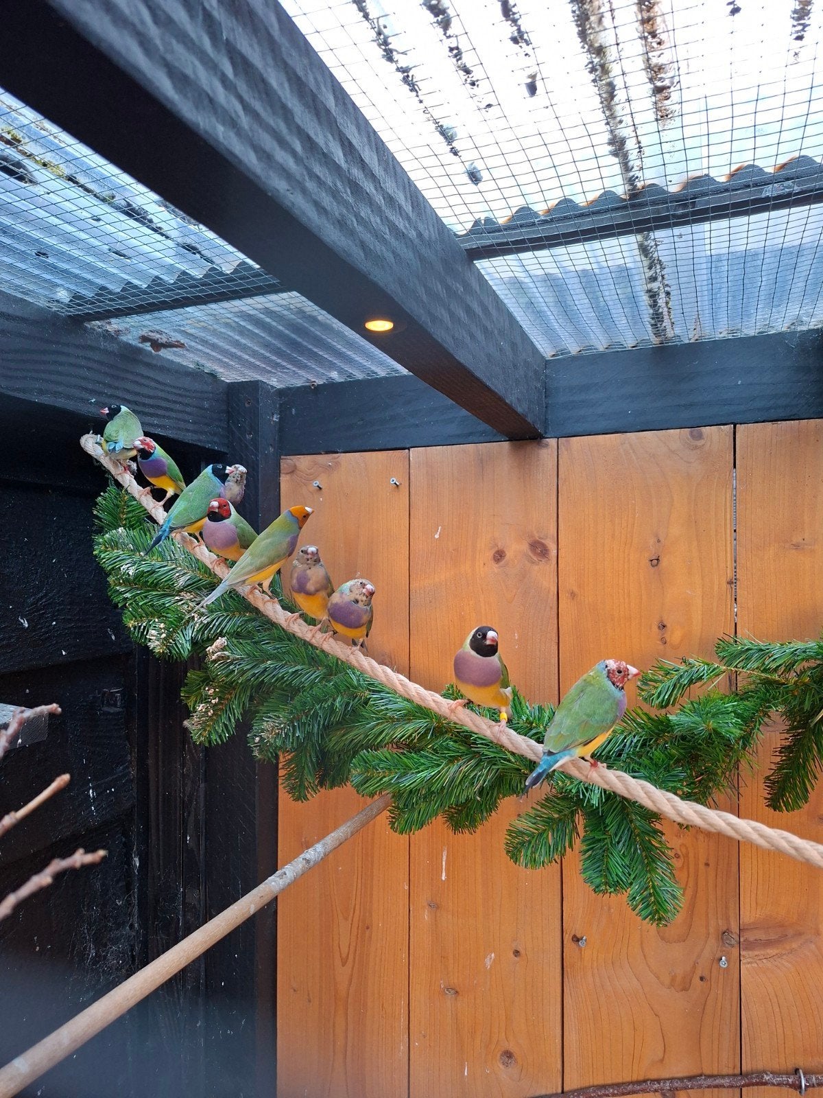 diverse gpuldamadines te koop, Dieren en Toebehoren, Meerdere dieren