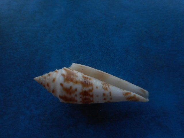 Schelpen: Conus ichinoseana Kuroda gem- 56,5mm, Verzenden, Schelp(en)