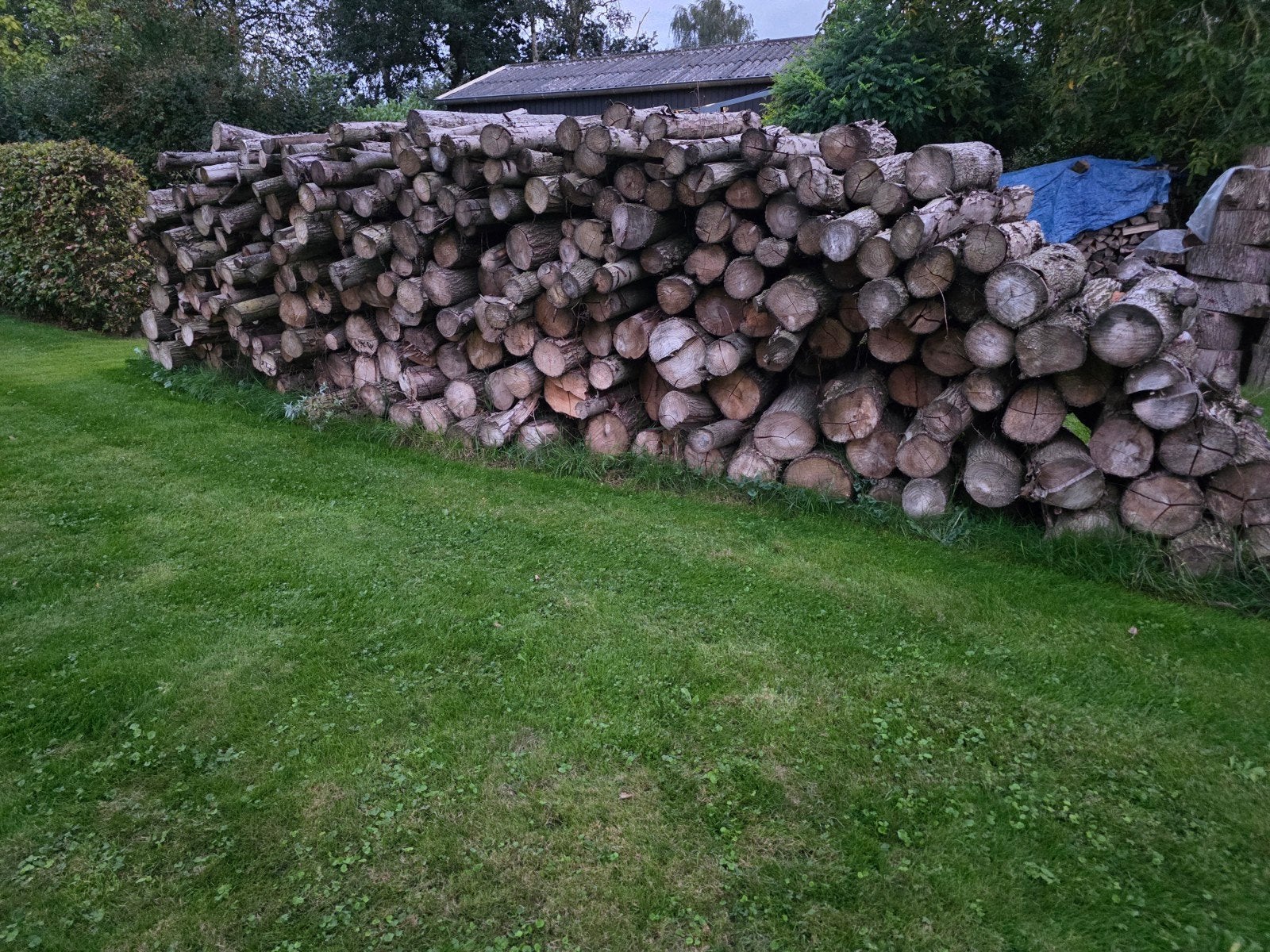 stamhout te koop, 6 m³ of meer, Ophalen, Overige houtsoorten