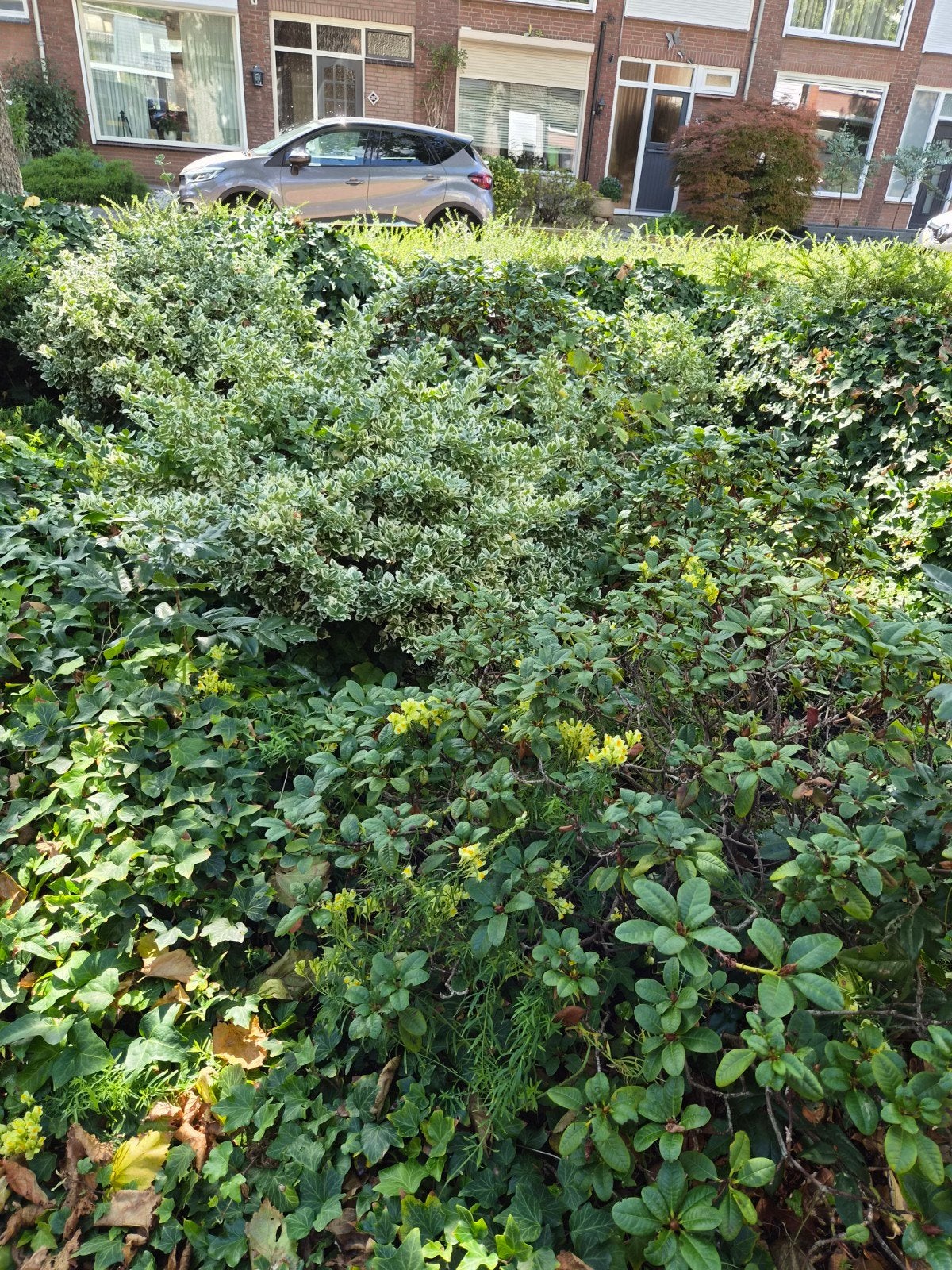 planten, Ophalen, Overige soorten, Minder dan 100 cm