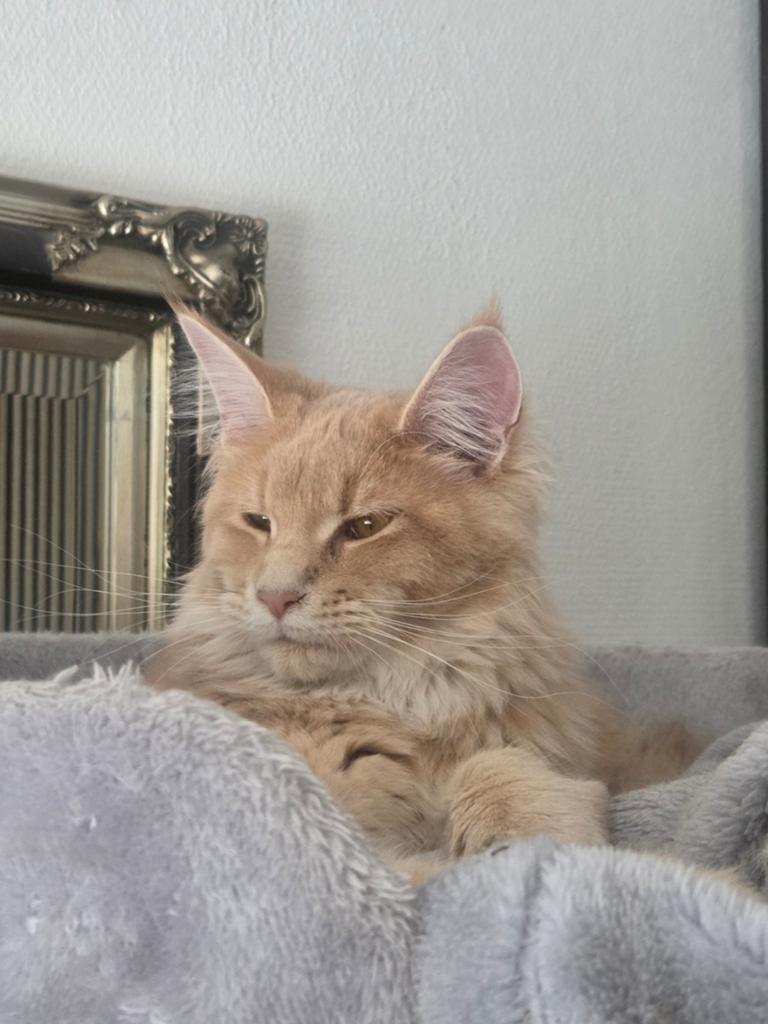 Zeer grote main coon kittens, Dieren en Toebehoren, Katten en Kittens | Raskatten | Langhaar, Meerdere dieren, Gechipt
