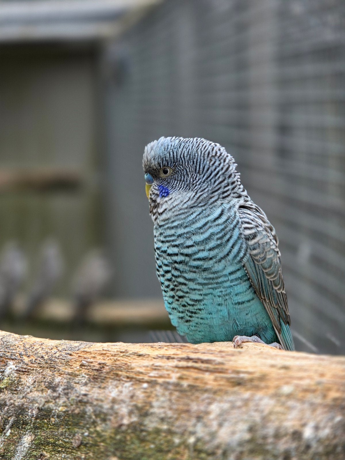 blackface blackwing bfbw man geringt, Dieren en Toebehoren, Vogels | Parkieten en Papegaaien, Mannelijk, Parkiet
