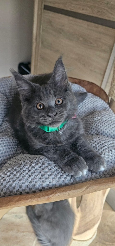 Maine coon kittens xxl met kampioen stamboom Russisch lijn, Poes, Met stamboom, 0 tot 2 jaar