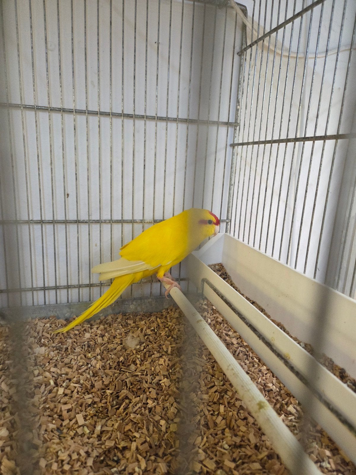gele kakerikie man, Dieren en Toebehoren, Vogels | Parkieten en Papegaaien, Mannelijk, Parkiet
