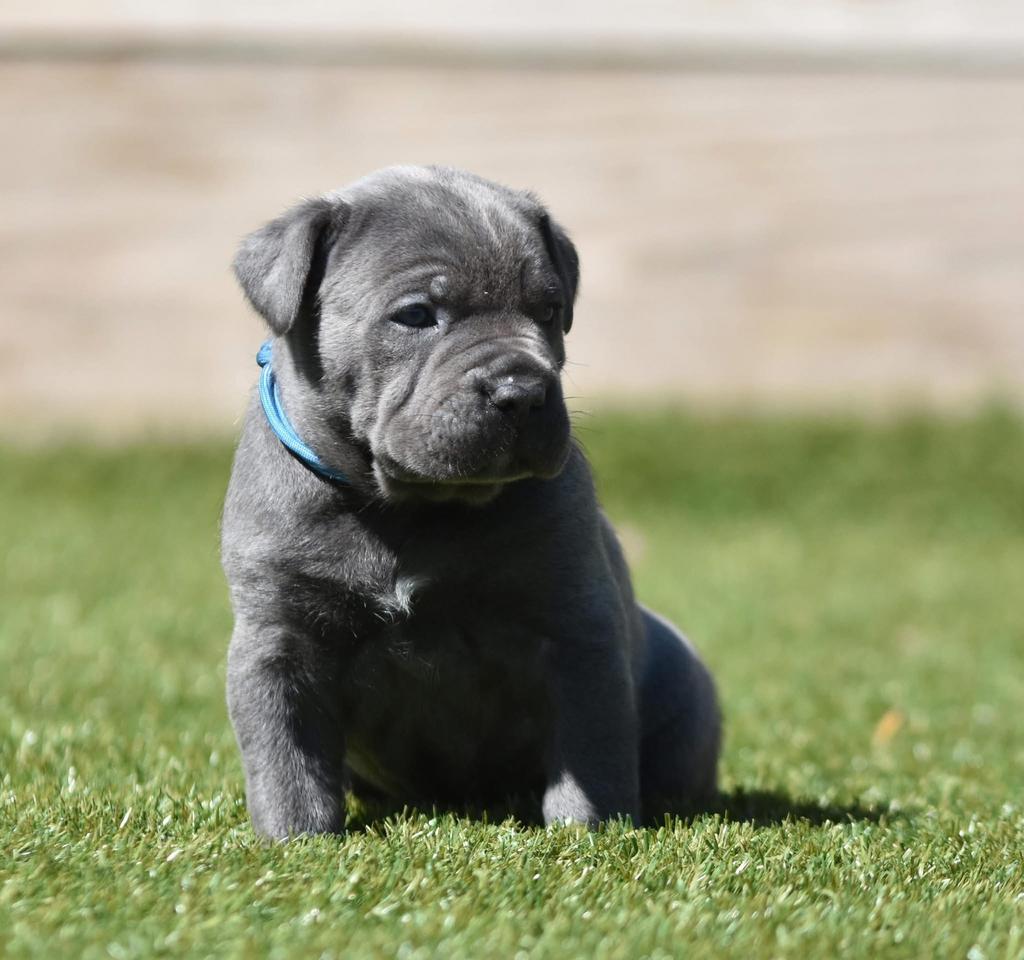 Schitterend Cane Corso teefje te koop, Dieren en Toebehoren, Parvo, Nederland, Overige rassen, 8 tot 15 weken