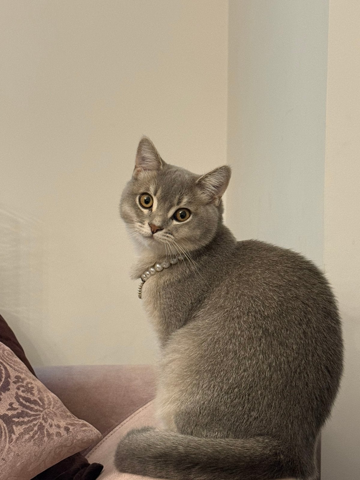 Britse Korthaar, Dieren en Toebehoren, Katten en Kittens | Raskatten | Korthaar, Meerdere dieren, Met stamboom, 0 tot 2 jaar